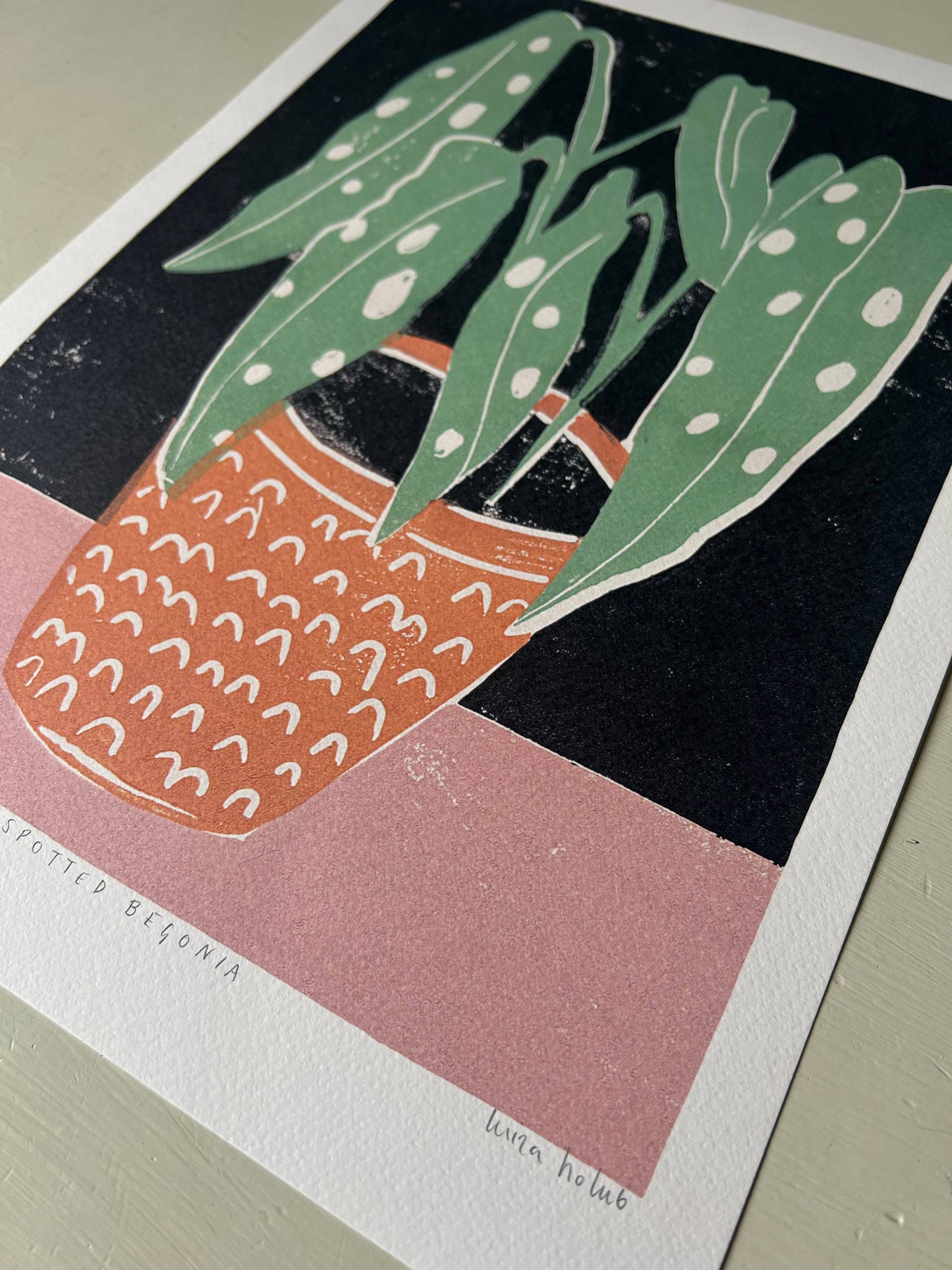 Spotted Begonia A3 Art Print