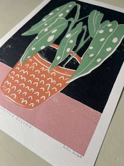 Spotted Begonia A3 Art Print