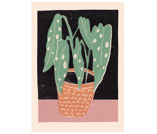 Spotted Begonia A3 Art Print